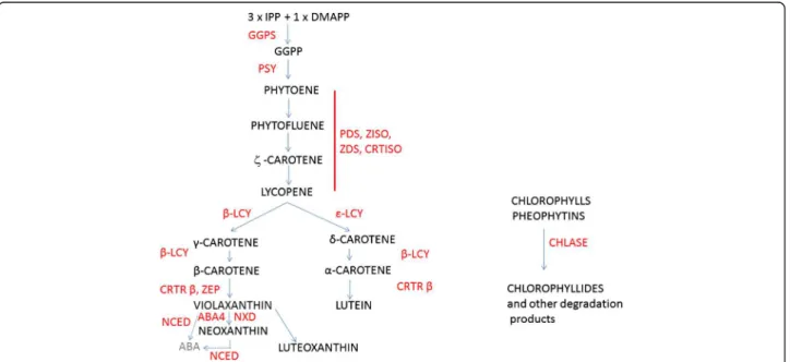Figure 1 Carotenoid biosynthetic pathway based on a previous study [12]. Names of intermediate compounds are in black and names of enzymes are in red