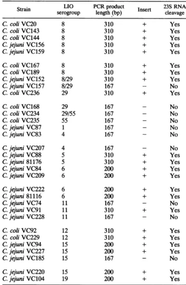 TABLE 1. Occurrence of transcribed spacers in 23S RNA genes and fragmented 23S rRNAs of C