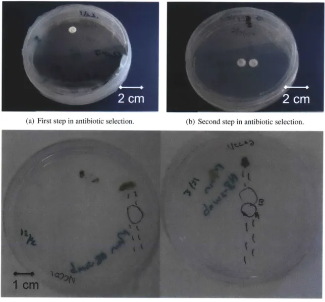 Figure  2-1:  Selection  of cyanobacteria.  (a)  First  step  in antibiotic  selection
