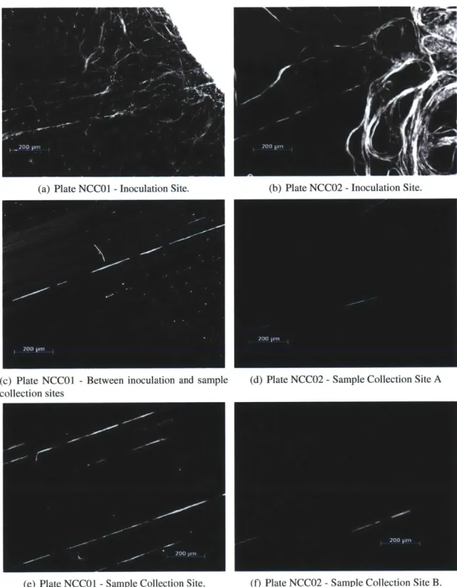 Figure  2-2:  Epifluorescence  images  of scored  agar  plates.  Samples  from  NB2  were  in- in-oculated  to  Plate  NCCO1  and  NCC02  on  top  of  the  scored  agar