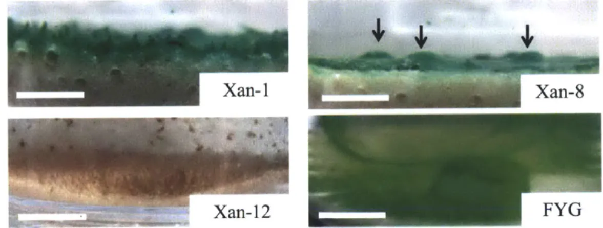 Figure  3-3:  Image  from  [Bosak  et al.,  2012].  Vertical  aggregation  in  enrichment  cultures of  motile  filamentous  cyanobacteria  from  YNP