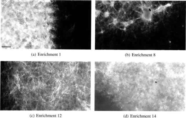 Figure  3-4:  Epifluorescence  images  of scored  agar  plates  (7  to  10-day  incubation)