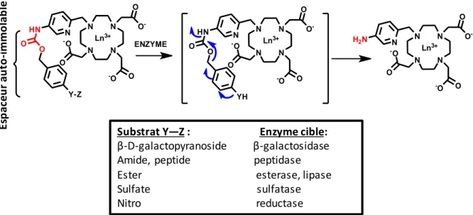 Figure 2.1 : Principe de la dégradation du bras auto-immolable induite par réaction d’une enzyme sur  son substrat spécifique