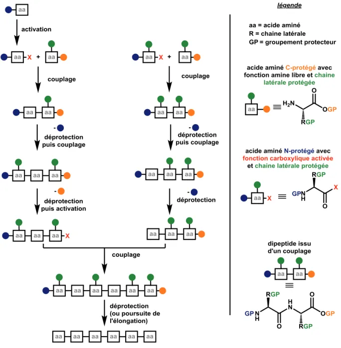 Figure  2 :  Représentation  schématique  simplifiée  5*# (tratégie  convergente  de  synthèse  de  peptides en solution  10 