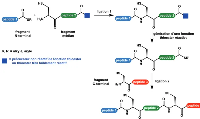 Figure 16 : '#%!5((&#34;!%%)(%'!)$#(#)+(&#34;*!)%!( de N vers C  34  Il est à noter que la vitesse de ligation peut être accélérée par ajout de thiol exogène en 