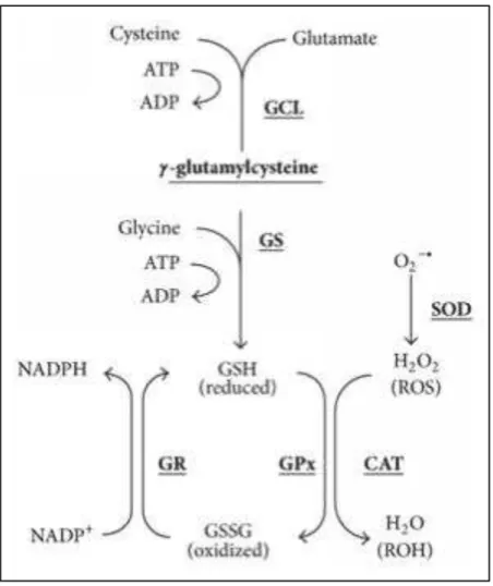 Figure 12 : Cycle du glutathion. 