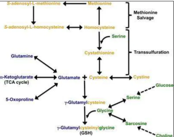 Figure 13 :  Les  voies  métaboliques  pour  les  trois  acides  aminés  nécessaires  à  la  biosynthèse  du  GSH  sont  décrites  et  codées  par  couleur  selon  les  voies  d’approvisionnement