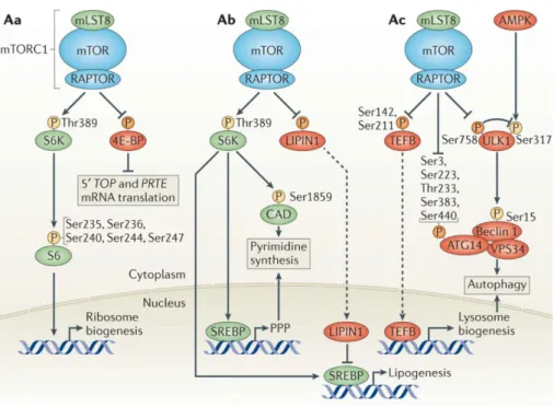 Figure 4. Anabolic processes controlled by mTORC1. 