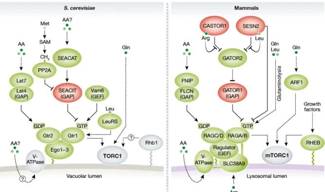 Figure 7. Regulation of TORC1 by amino acids in yeast (left)  and mammals (right). 