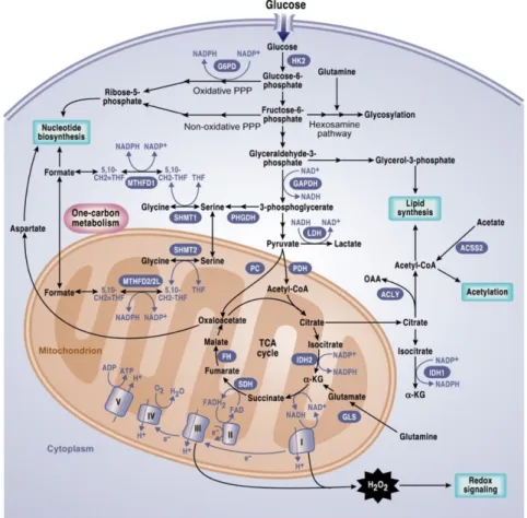 Figure 11. Metabolic transformation of cancer cells. 