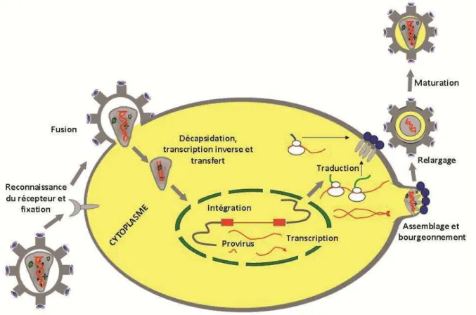 Figure 13. Cycle réplicatif des rétrovirus.  