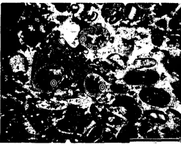 Fig.  1-0ptica/ micrograph of thin section of oolitic lime- lime-stone,  in  aggregate  in  concrete from  Saunders  Generating  Station,  used for alkali extraction  experiments