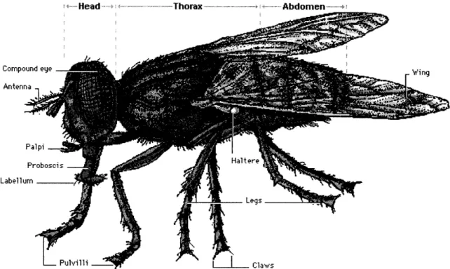 Figure 1 External Anatomy  of the Fruit Fly  taken from [4]