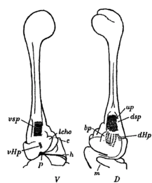 Figure 6 Pringle's Drawings  of the  Ventral and Dorsal side of the  Haltere taken from ([5],  p.350)