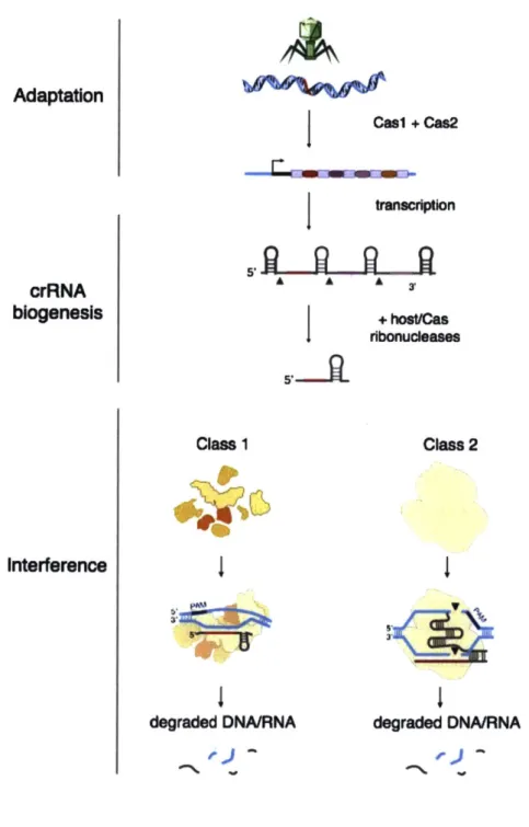 Figure  4:  Mechanisms  of nucleic-acid  interference  by  CRISPR  systems.  Casi  and Cas2, sometimes  in  combination  with  other  Cas  proteins  mediate  insertion  of  DNA  derived  from mobile  genetic  elements  into  the  CRISPR  array,  in a  proc