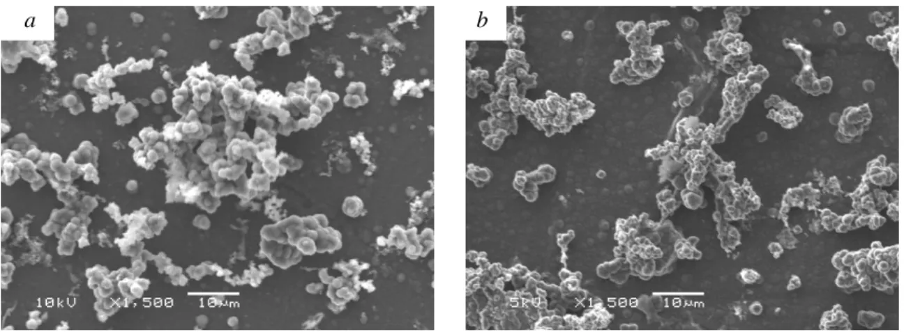 Figure 2. SEM micrograph of PPy film grown with a current density of 2.5 A/m 2  (a) before  reduction, and (b) after reduction