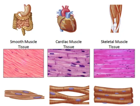 Figure   1:      Smooth,   cardiac   and   skeletal   muscle   tissues.   Here   are   presented   schematically   the    differences    between    the    subgroups    of    muscles
