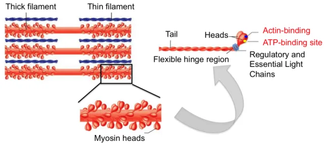 Figure    4:    Assembly    of    myosin    II-­‐containing    thick    filaments.    Thick    filaments    are    the    rigid    skeletons   localised   in   the   middle   of   the   sarcomere   (top   panel)   and   composed   of   a   network   of    