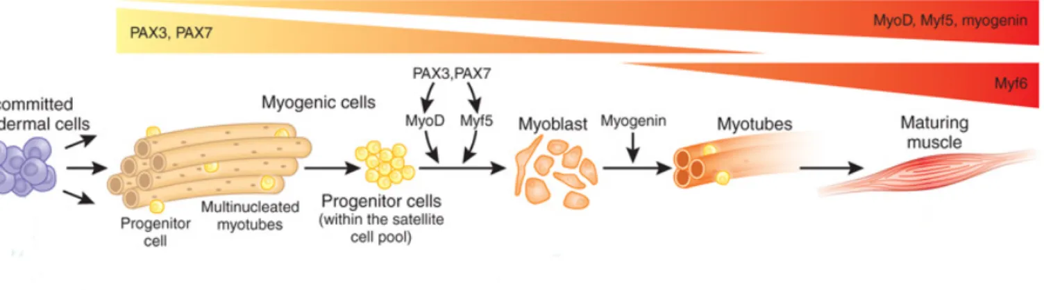 Figure    8:    Key    myogenic    transcription    factors    during    myogenesis    and    muscle    regeneration