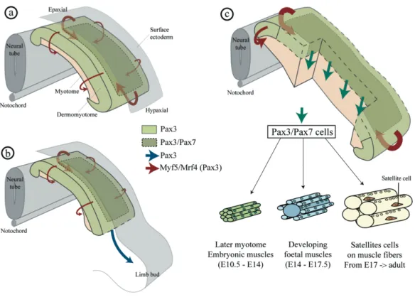 Figure   11:   Amniotes   delamination   of   trunk   and   limb   muscle   progenitors   in   a   mouse   embryo