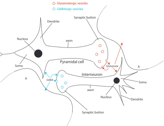Figure 1: Scheme of neurotransmission mechanisms and neurotransmitter uptake. Red circles: glutamatergic vesicles