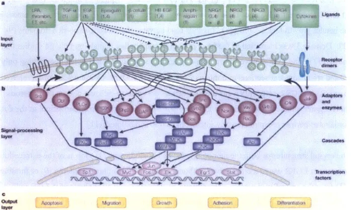 Figure  1.1.  Schematic  of the ErbB  signaling  pathway  including  stimulating  ligands,  ErbB  family receptors,  effector proteins,  and  downstream  transcription  factors  regulated  by  the  indicated  signaling  cascades,  from  (2),  reproduced wi