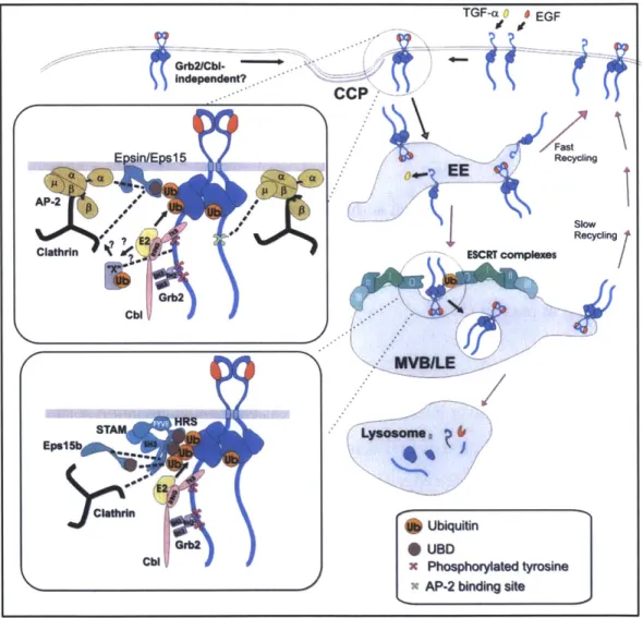 Figure  1.6.  Model  of EGFR endocytosis  and  intracellular  trafficking  following  ligand  stimulation