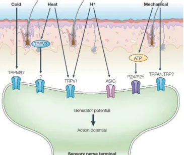 Figure 2 : nocicepteurs impliqués dans les différentes  modalités  sensorielles  nociceptives  (Marchand,  Perretti  &amp;  McMahon,  2005)