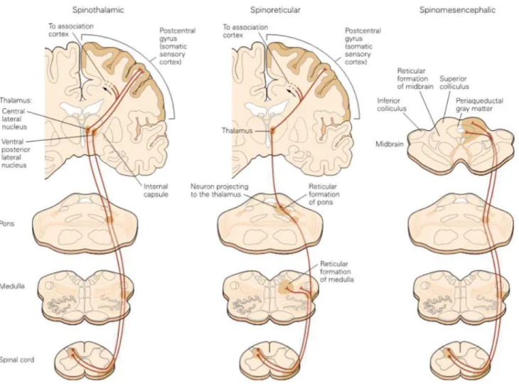 Figure 6 : représentation des trois voies ascendantes majeures de la douleur (Neuroscience 2nd edition, 2001)