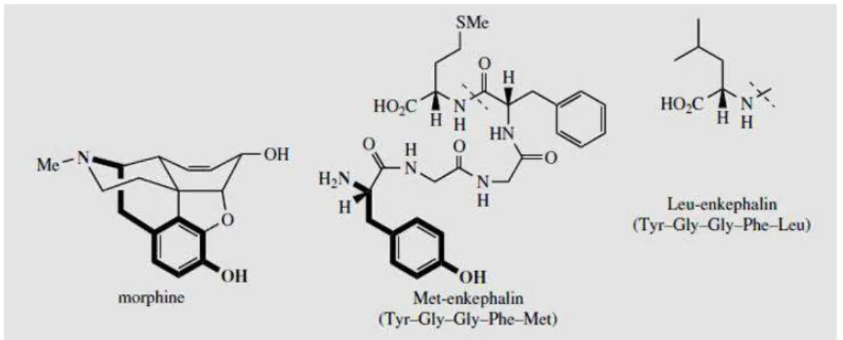 Figure 8 : analogie structurale entre morphine et enképhaline (Danny Balanta, 2014).  La structure tertiaire  de  la  met-enképhaline  (au  milieu)  présente  une  forte  analogie  avec  celle  de  la  morphine,  où  la  chaîne  phenylalkyl  (en  gras)  es