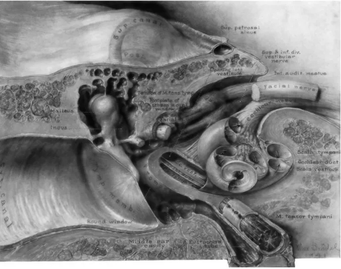 Illustration  by  Max  Brödel,  1941.  A  drawing  of  the  temporal  bone  showing  the  relationships  between  the  external  ear  canal  with  tympanic  membrane,  middle  ear  with  ossicular chain, the cochlea and the internal auditory canal with ves