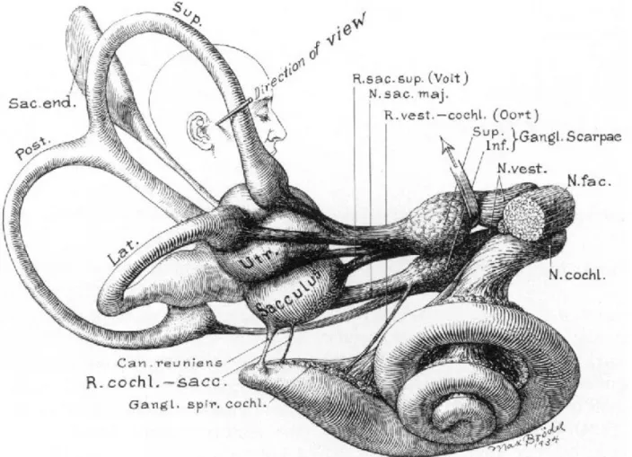 Figure  1  –  Anatomy  of  the  vestibular  apparatus,  membranous  labyrinth. 