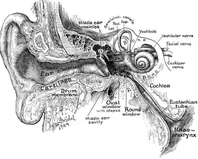 Figure  2  –  The  inner  ear  and  the  location  of  the  vestibular  apparatus. 