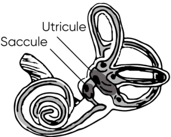 Figure 6 – The maculae. The location of the saccule and utricule. 