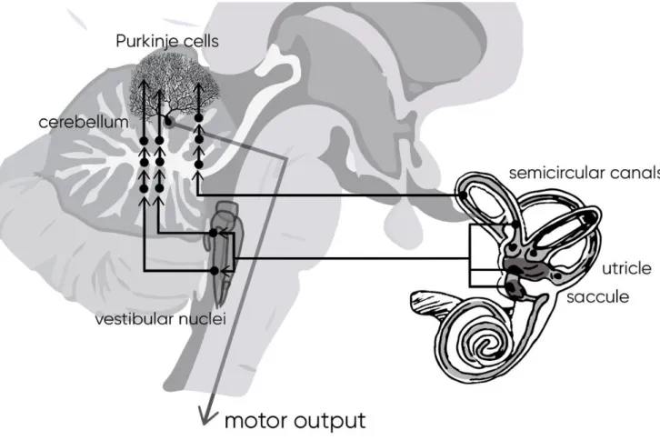 Figure  15  –  Primary  and  secondary  vestibular  projections  to  cerebellum  to  modulate the motor output