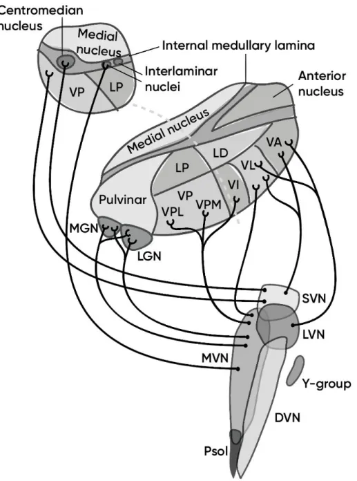 Figure 16 – Projections of the vestibular nuclei to the thalamus. Thalamic nuclei  abbreviations: LP – lateral posterior, LD – lateral dorsal, VP – ventral posterior,  VPL  –  ventral  posteromedial,  VPM  –  ventral  posteromedial,  VI  –  ventral  interm