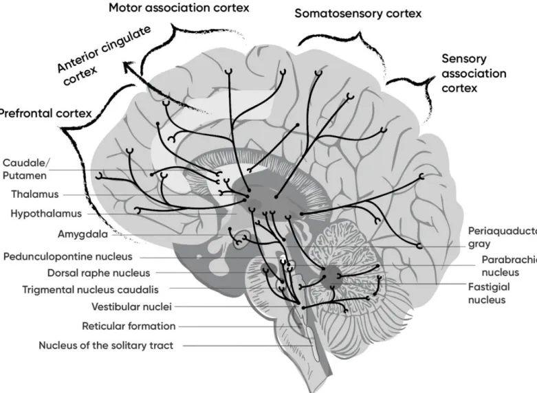 Figure 17 – The scheme of central vestibular projections that form a network  throughout the brain