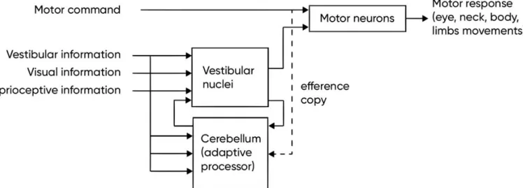 Figure 18 – Illustration of the basic organization of vestibular motor reflexes. 