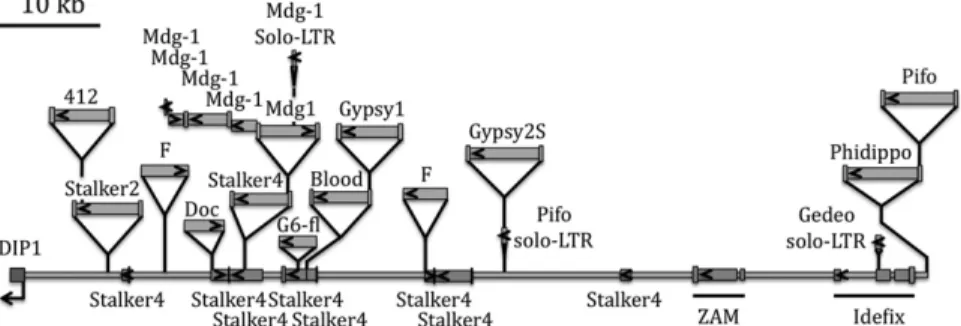 Fig. 1. Structure of the ﬂ am piRNA cluster in D. melanogaster. Recent TEs are presented in the upper part, and ancient elements are shown as the base line of the locus