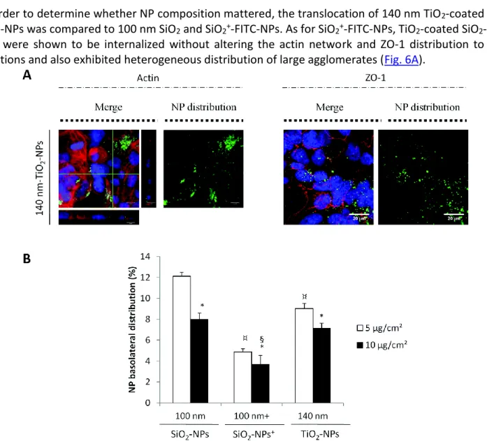 Fig. 6 Internalization and translocation of 140 nm TiO 2 -coated SiO 2 -FITC-NPs by Calu-3 cells