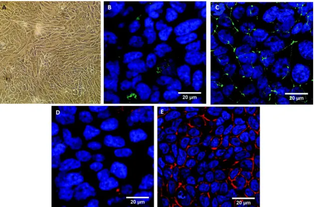 Fig. 1 Morphological characterization of the Calu-3 epithelium without any treatment. Control Calu-3 cells were observed  by optical microscopy (A) or confocal microscopy (B–E) after 14 days of TF-culture