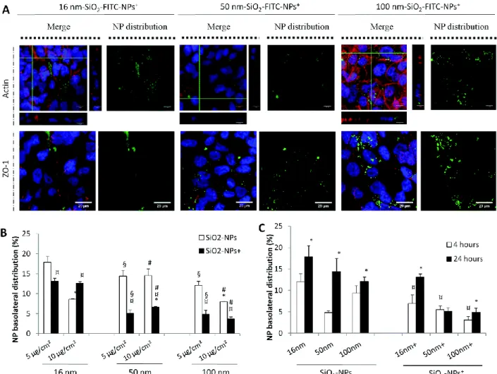 Fig. 5 Internalization of SiO 2 -FITC-NPs +  by Calu-3 cells and their translocation across the monolayer in comparison with  SiO 2 -FITC-NPs