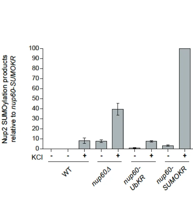 Figure  S4.  Quantification  of  Figure  5E.  The  amounts  of  Nup2-SUMO  products  in  the  different strains were quantified from 3-4 experiments and normalized to the inputs