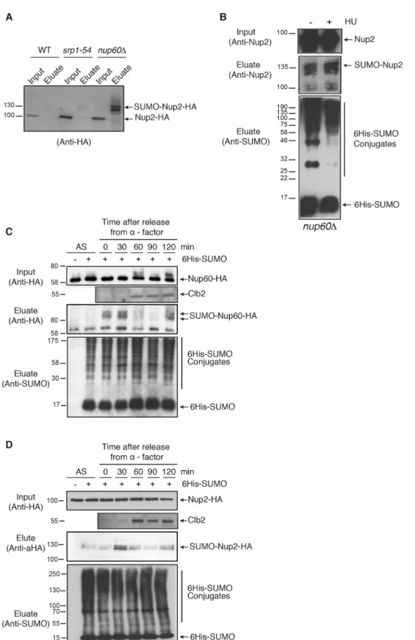 Fig. 3. Post-translational modifications of Nup60 and Nup2 during the cell cycle. (A) Ni-purified 6His – SUMO-conjugated forms of Nup2 were extracted from wild-type (WT), or srp1-54 or nup60 Δ mutant cells transformed with a plasmid encoding 6His – SUMO un