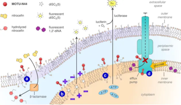Figure 3. MOTU-N44 (5b) has multiple effects on the cell membrane of the Gram-negative bacterium E
