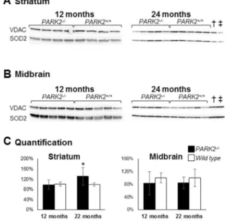 Figure 7. Increased mitochondrial Mn superoxide dismutase (SOD2) in the striatum of PARK2 2/2 mice