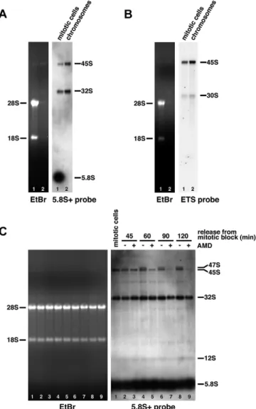 Fig. S1) and an 18S probe allowed detection of 47S, 46S, 45S, 43S, 41S, 30S, 26S, 21S and 18S-E pre-rRNAs and mature 18S rRNA (Figs S1, S4)