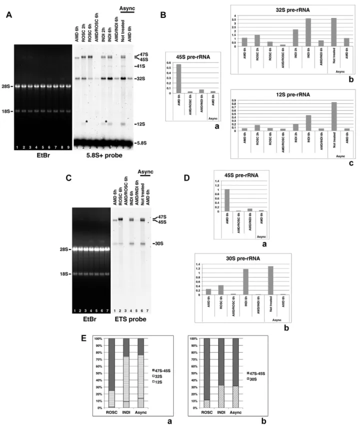 Fig. 5. CDK inhibitors restore processing of m-pre-rRNAs and differently affect processing of neosynthesized pre-rRNAs