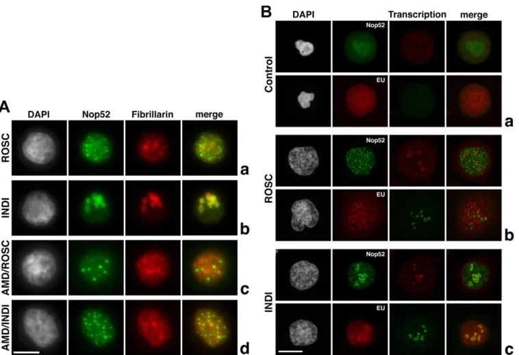 Fig. 6. The CDK inhibitor indirubin-3 ′ -monoxime induces relocation of m-pre-rRNAs in nucleoli