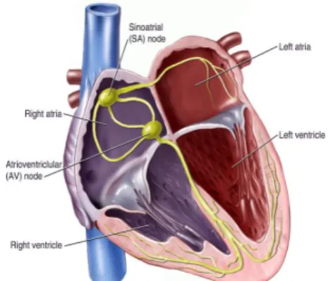 Fig. 2 Heart or Natural Pacemaker [1]